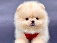 Ayı surat pomeranian