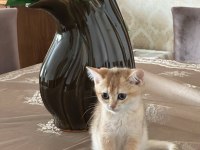 Golden british shorthair yavrular