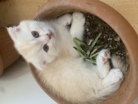 Scottish fold 2 aylık erkek