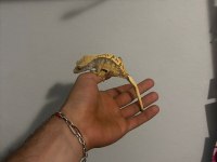 Crested gecko