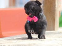 Black lekesiz pug bebeğimiz hazır