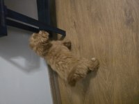 55 günlük toy poodle erkek