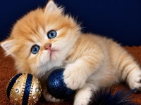 British Shorthair ve longhair golden yavrular