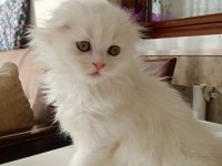 British longhair 1.5 aylık