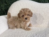Maltipoo Yavrular
