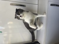 Scottish Fold Dişi