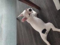 KÖPEĞİMİZ ŞİVA YUVA ARIYOR