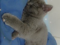 Akıllı ve uygun british shorthair