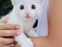 Van kedisi yavrusu babalık hakkı alınmıştır