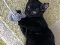 2.5 aylık mavi russian blue kırma sahiplendirme