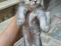 Sahiplenme chinchilla