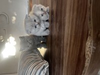 Biblo surat scottish fold bebişler