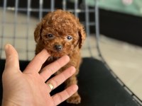Çok özel redbrown kore tea cup poodle yavrular