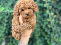 Wc Eğitimli Toy Poodle Uygun Fiyatlı