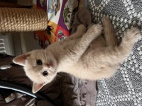 Tam bir barbie british shorthair