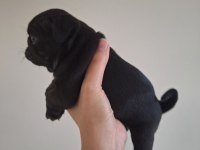 Pug köpeği yavrularımız