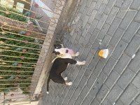 Bull terrier 2,5 yaşında dişi