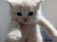 3 Nisan doğumlu erkek british shorthair