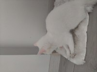 Dünyalar güzeli british shorthair mavişim