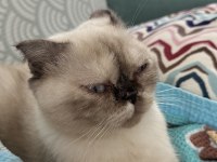 1 yaşında kıvrık kulaklı exotic shorthair