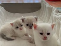 Beyaz yavrularımız british shorthair