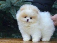 Pomeranian Kar Beyaz Yavrularımız