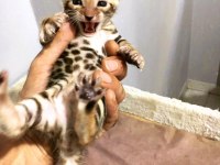 Safkan Show class bengal bebekler