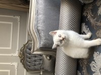Ayı surat kaliteli british shorthair bebekler