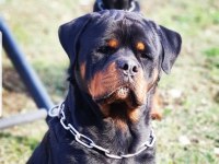 Tr nin en iddalı rottweiler yavruları (koca kafa)