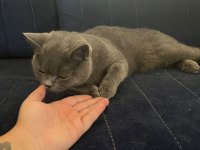 Kedimiz dumanla gümüş sahiplendirilecektir