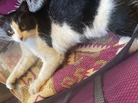 TERK EDİLMİŞ KUCAK KEDİSİ SMOKİN
