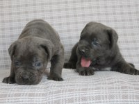 CANE CORSO BEBEKLER SAĞLIK VE IRK GARANTİLİ
