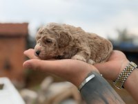 maltipoo yavrular 4 kg garantili