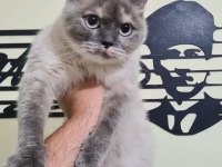 Afyonkarahisar da cins kedimizi sahiplendirme