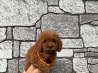 Toy poodle erkek bebek köpeğimiz
