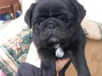 Pug sevenler