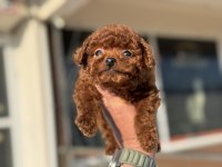 Çok özel Tiny kore poodle yavrularımız ziyarete açık