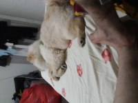 Sahibinden 4 aylık çin aslanı