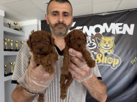 yeni shooowww kalite toy poodle yavrulr ankara mağazamzda
