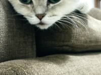 British shorthair yetişkin dişi