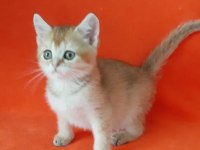 Golden British Shorthair