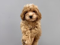BİR BİRİNDEN GÜZEL MALTIPOO YAVRULARİMİZ
