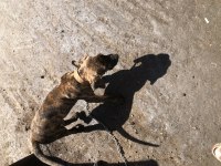Şecereli Dünya Şampiyonu Torunu Presa Canario KIFxFCI