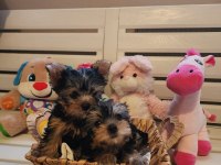 Orjinal tea cup küt burun dişi ve erkek yavru köpekler