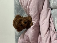 2 aylık erkek poodle