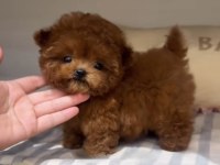Toy Poodle Red Brown Ultra Mini Yavrularımız