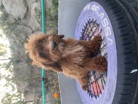 14 ŞUBAT DOĞUMLU RED ERKEK MALTIPOO