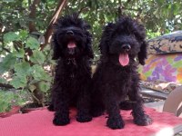 Siyah maltipoo