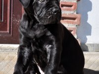 Şecere belgeli ırk ve sağlık garantili cane corso yavrular