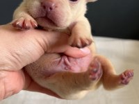 REZERVASYON HAZIR FRENCH BULLDOG YAVRULAR